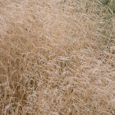 Canche cespiteuse - Deschampsia cespitosa godet 9cm (1/2)