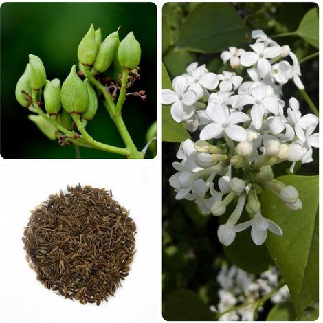 White Lilac – 20 g – Flowering Shrub – Enchanting Fragrance – Spring Flowering