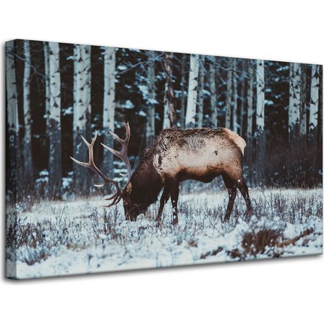 Leinwanddruck Tiere Kanadischer Hirsch 80x50