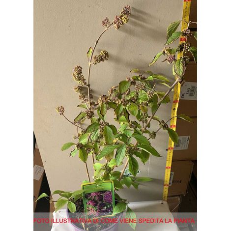 CALLICARPA BODINIERI PROFUSION VASO DA 21CM (1/2)