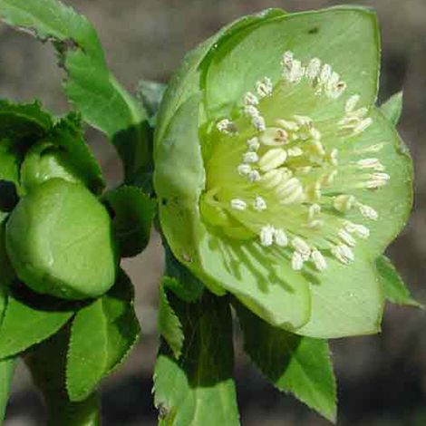 4 x Hellébore où rose de Noël - Helleborus viridis - godet 9x9 (1/4)