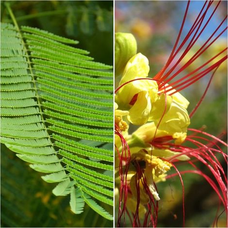 Semillas de Barba de Chivo. Caesalpinia Gilliesii. 5 Gramos