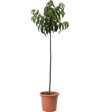 Pianta di Pesco Piatto a Pasta Bianca - Prunus Persica - Albero da Frutto - Vaso Ø 24 cm (1/3)