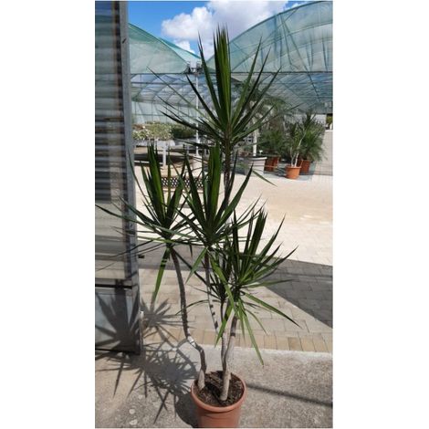 Dracena Marginata (1/2)