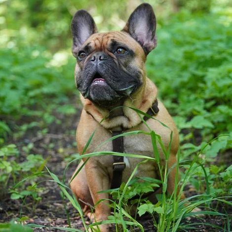 Harnais pour Chien en Corde de Chanvre Robuste et Laiton Vieilli Marron Châtaigne - PANGIVO
