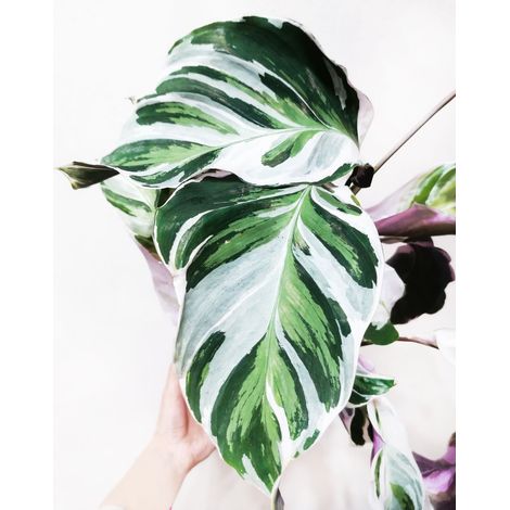 Calathea Fusion White Vaso 14 - Pianta Fiore Foto Reali (1/2)