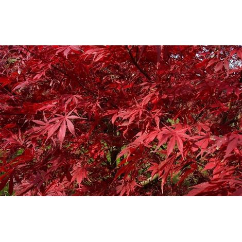 Acero Rosso Giapponese "Acer Palmatum Suminagashi" pianta in vaso 24 cm