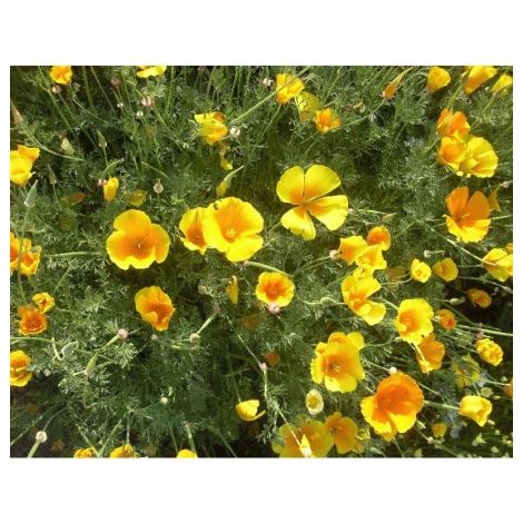 Eschscholzia géant de californie orange - 1g