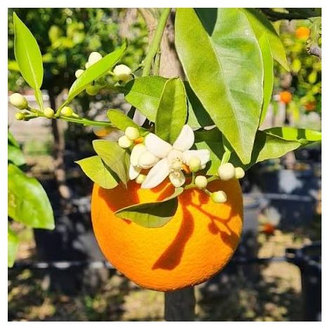 1 plant /tree (approx 1m) - citrus sinensis (brasiliano) orange