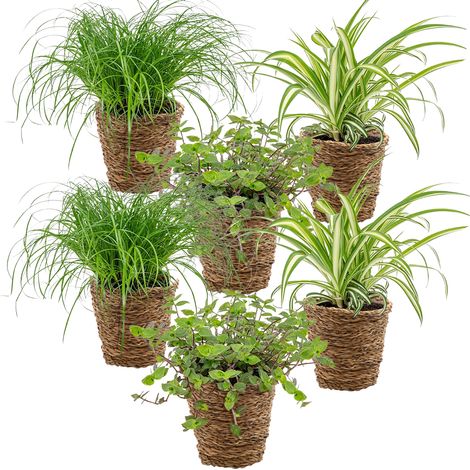 Bloomique - Lot de 6 - Plantes sans danger pour les animaux - Chlorophytum, Cyperus, Callisia - Plantes d’intérieur - Hauteur 20-30 cm - Panier en rotin 12 cm (1/5)