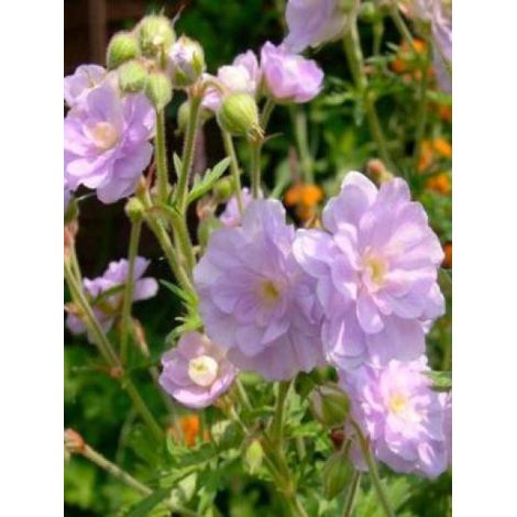 Géranium vivace des près 'Summer Skies' Godet de 8/9 cm (1/4)