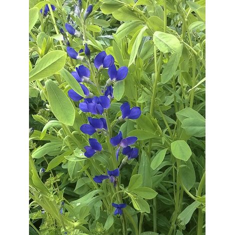 Lupin indigo 'Caspian Blue' Godet de 8/9 cm (1/3)