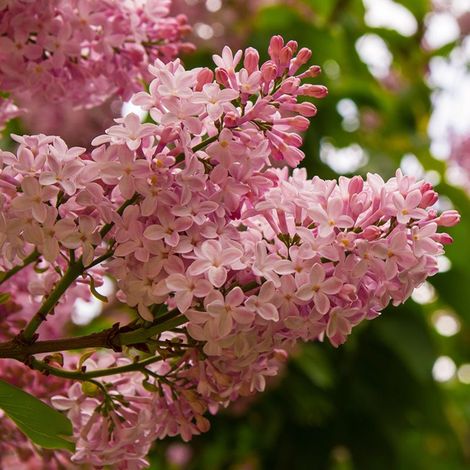 Pépinières Naudet – Lilas des Indes 'Petit Pink' – Arbuste caduc rose – Hauteur à maturité < 1m – Floraison estivale – Exposition ensoleillée (1/2)