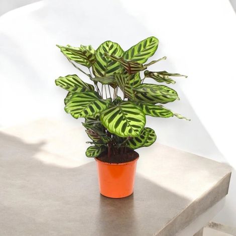 Gardenaria Calathea makoyana - Pianta da interno ornamentale - Altezza: 45 cm (vaso 14) (1/5)