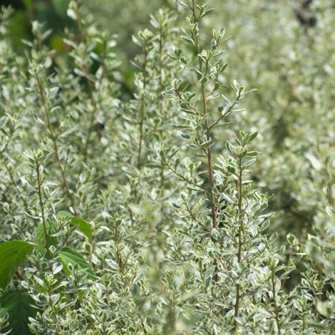 Alaterne alaternus, Nerprun alaterne Argenteovariegata/Pot de 4L - 40/60 cm (1/2)