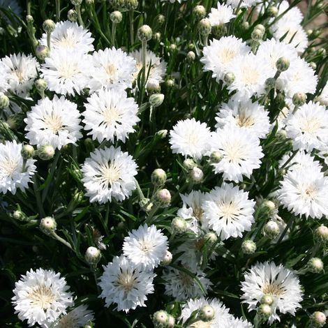 5000 White Cornflower Seeds - Outdoor Wildflower Seeds, Hardy Perennials, Fast Germinating, Suitable for All Gardens