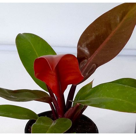PHILODENDRON PRINCE OF ORANGE IN CIOTOLA DA 16CM