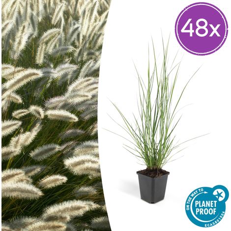 48x Pennisetum alopecuroides 'Hameln' Herbe aux écouvillons Graminée Ornementale 10-25 cm Pot Ø9 cm - PANGIVO (1/5)