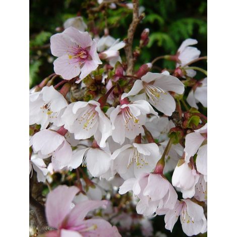 Cerisiers à fleurs 'Kojo-no-mai' Pot de 2L/3L