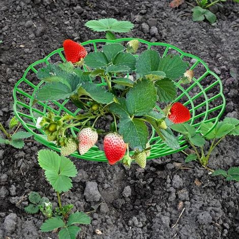 10 Set de stand de croissance de fraises, support robuste pour les plantes de jardin et de pot, fraises fraîches sans pollution (1/5)