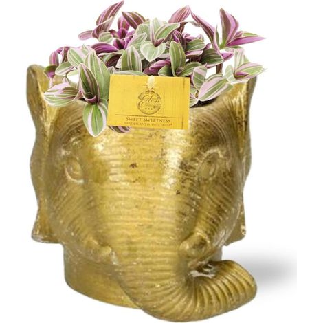 Tradescantia Sweetness plante d’intérieur décorative en pot éléphant doré, pot 11/12 cm, hauteur env. 10 cm - PANGIVO
