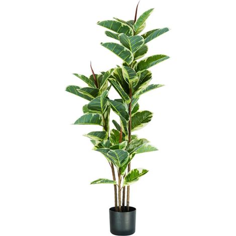 Pianta Ficus Elastica In Polietilene Con 54 Foglie E Vaso Con Muschio 145cm (1/5)