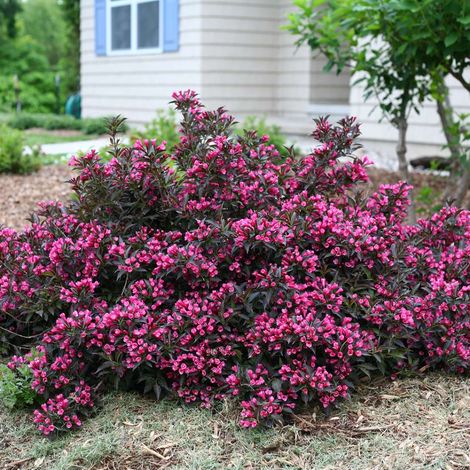 Weigela Florida "Victoria" pianta in vaso ø18 cm h 80/100 cm (1/4)