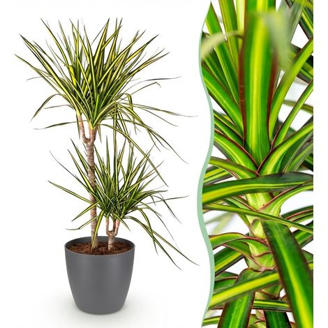 Plante d'Intérieur Dracaena Sunray Arbre à Dragon Vert et Jaune avec Pot Gris 21 cm 90-100 cm - PANGIVO (1/5)