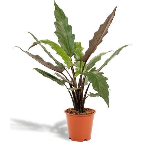 Alocasia Lauterbachiana Plante d’Intérieur Dépolluante Feuillage Ondulé Pot 19 cm Hauteur 80 cm - PANGIVO (1/5)