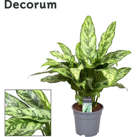 Aglaonema Romeo Plante d'Intérieur Verte et Décorative Pot Ø17cm Hauteur 60cm - PANGIVO