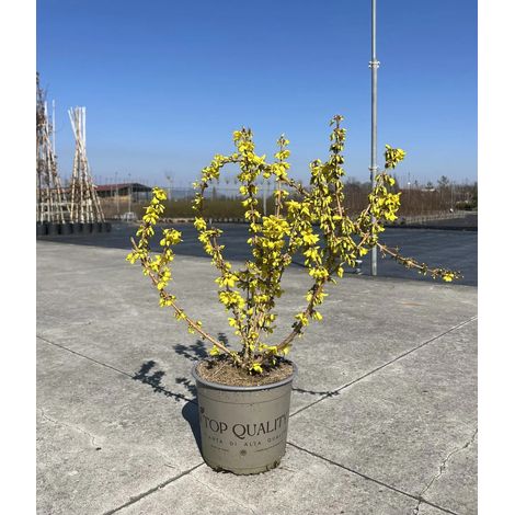 Gardenaria Forsizia - Forsythia intermedia 'Mikador' - Arbusto ornamentale da giardino - Altezza: 40/60 cm (vaso19) (1/5)