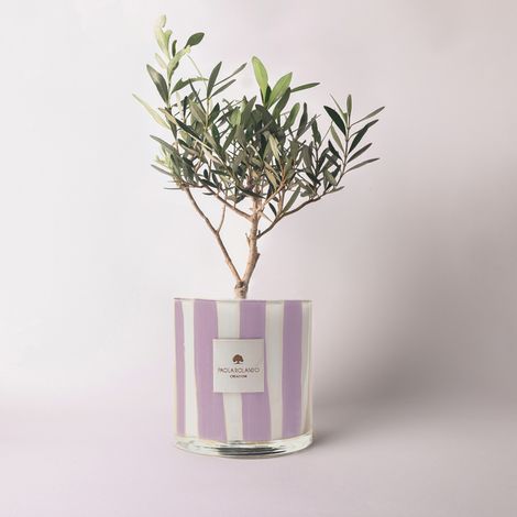 Olivo in vaso di vetro artigianale decorativo Millerighe H 15 - Lilla