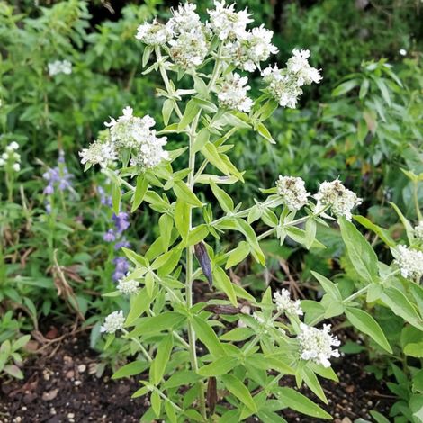 Menthe des montagnes/Lot de 5 godets
