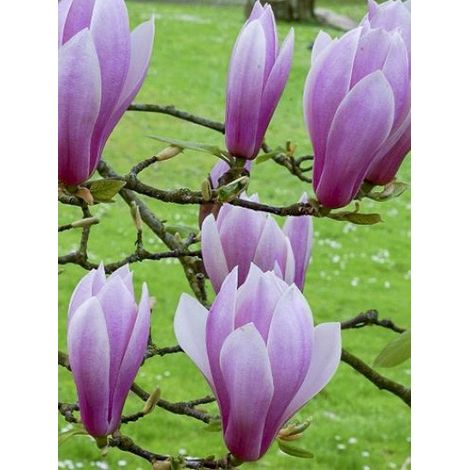 Magnolia 'Andre Leroy' Pot de 7,5L/10L (1/4)