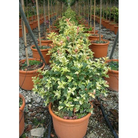 Gardenaria Osmanthus heterophyllus 'Tricolor' - Arbusto ornamentale da giardino - Altezza: 50/70 cm (vaso19)