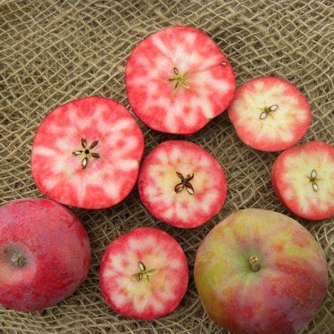 PIANTA DA FRUTTO MELO COCOMERINA A POLPA ROSSA in vaso 20 età 2/3 anni