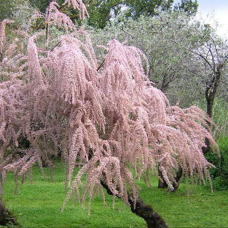 Tamarix gallica - tamerice - alveolo forestale (1/2)