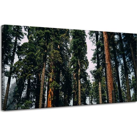 Lienzo impreso Naturaleza Bosque Coníferas 120x60