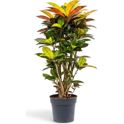 Bloomique - Codiaeum Variegatum Iceton - Croton - Plante à feuillage - Plante d'intérieur - Feuilles panachées jaunes, oranges et rouges - Dépolluante - Hauteur 70-80 cm - Pot 24 cm (1/5)