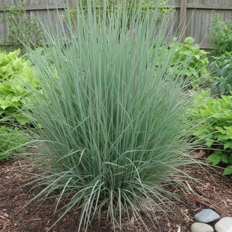 Schizachyrium Blue Heaven/Godet - 5/20 cm
