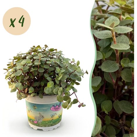 Lot de 4 Plantes d'Intérieur Calissia repens Herbe à Chat Sans Danger Animaux Pot 12cm Vert - PANGIVO (1/5)