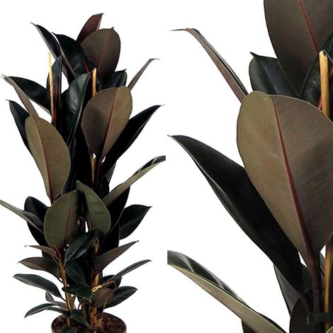 Planta Natural Ficus Robusta Abidjan. 90 Cm