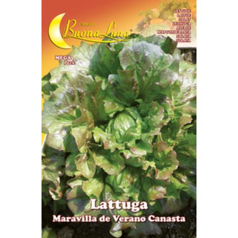 SEMI ORTO LATTUGA CANASTA- HORTUS SEMENTI- 10,0 pz