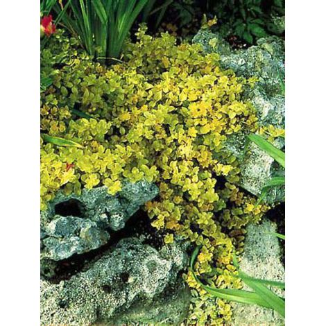Herbe aux écus 'Aurea' Godet de 8/9 cm (1/3)