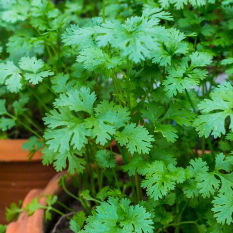Plant coriandre pot 1L
