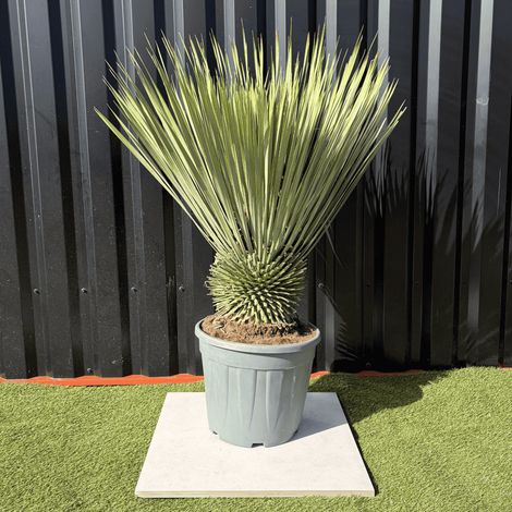 Yucca Rostrata Hauteur 110 Cm Pot 25 Litres (1/2)