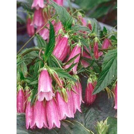 Campanule 'Rubriflora' Godet de 8/9 cm (1/3)