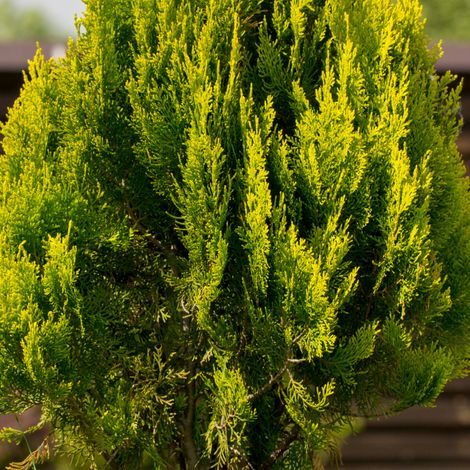 Thuya occidental Anniek - Thuja occidentalis Anniek 20/30cm Pot 2,5L (1/4)