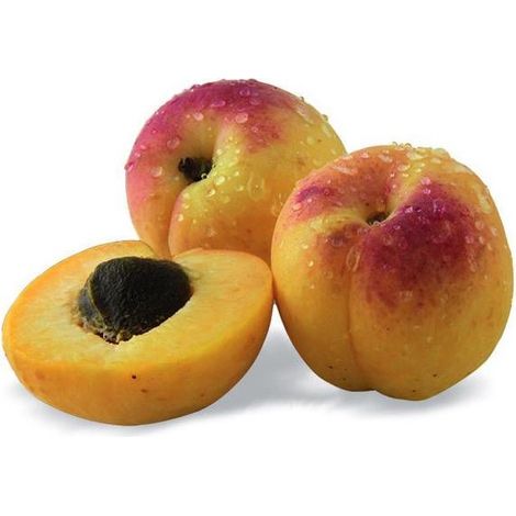 Abricotier nain Petit' Abri® (1/5)