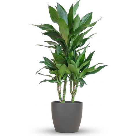 Dracaena Janet Lindt Plante d'Intérieur Dépolluante avec Pot Gris Biodégradable 95 cm Ø21 cm - PANGIVO (1/4)